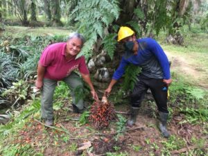 plantation